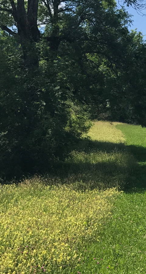 Alp Ergeten