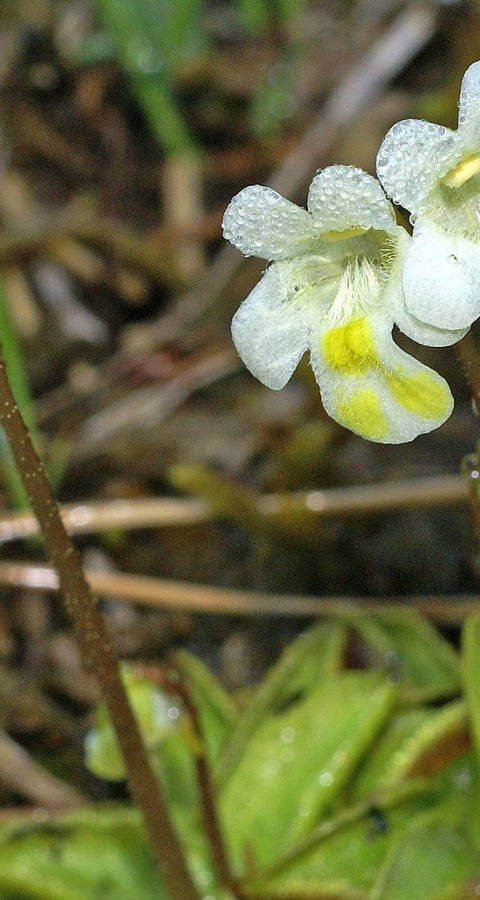 Pinguicula alpina (Alpen-Fettblatt)