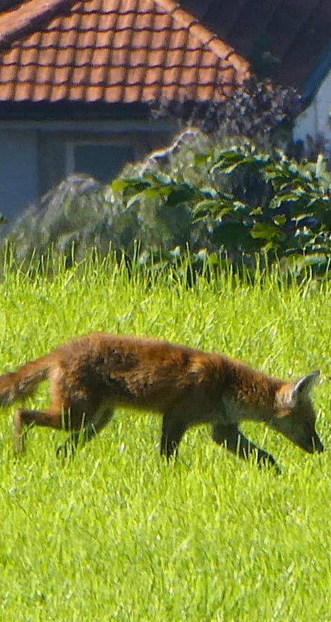 Stadtfuchs Scheitlinsbüchel