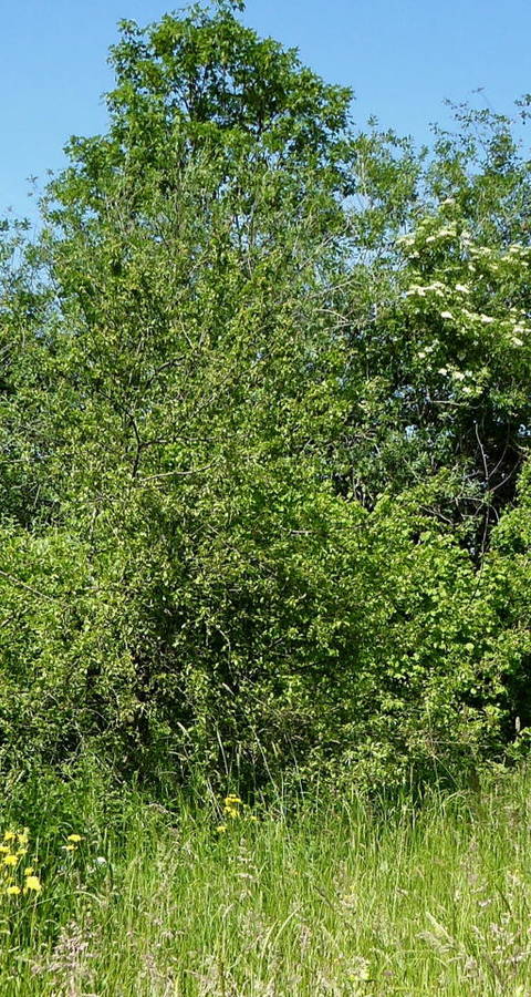 Hecke mit Krautsaum