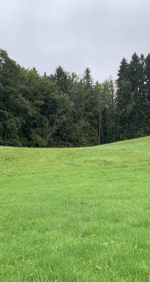 Aufzuwertende Fläche Sägi, Zuzwil. Foto: Pro Natura SGA