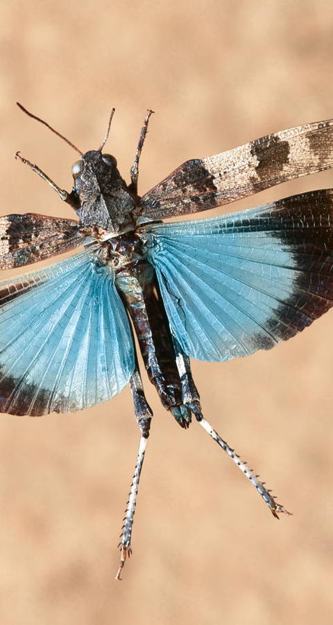 Blauflügelige Ödlandschrecke