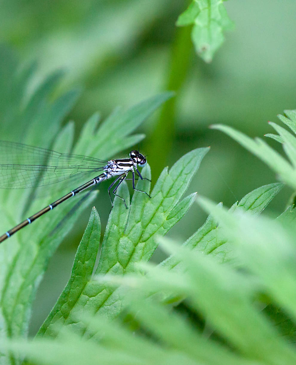 Kleinlibelle