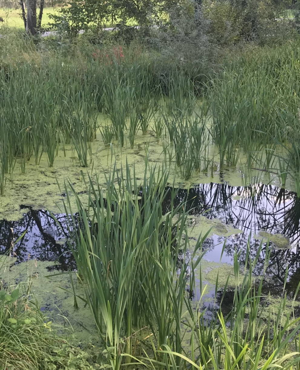 Neuer Weiher auf Parzelle Nr. 2366, Thal