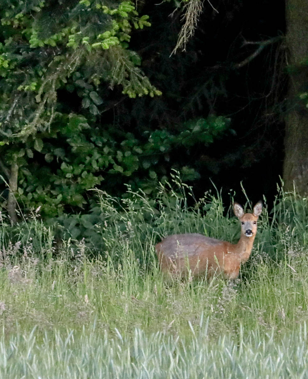 Reh im Wald