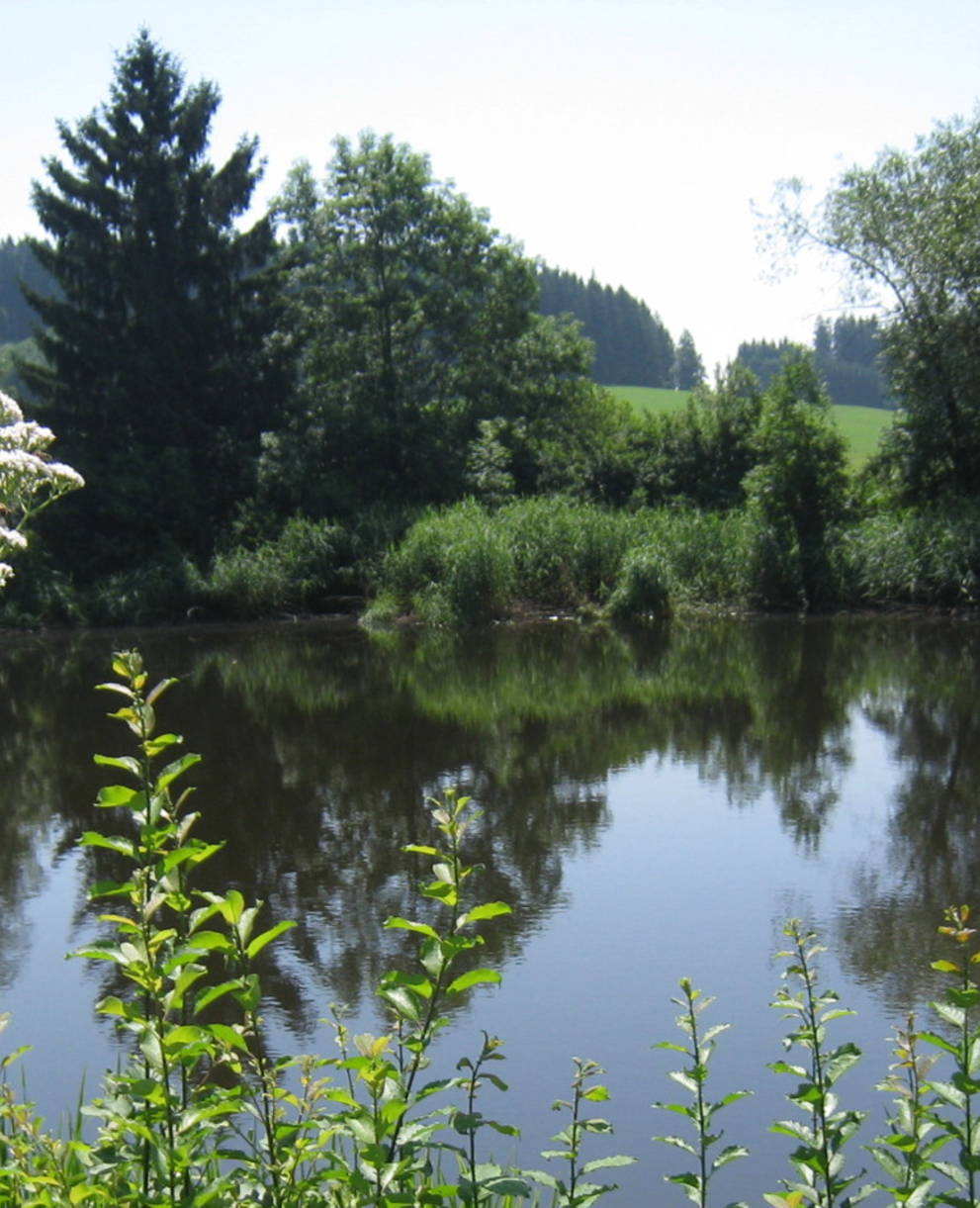 Hohfirst Weiher