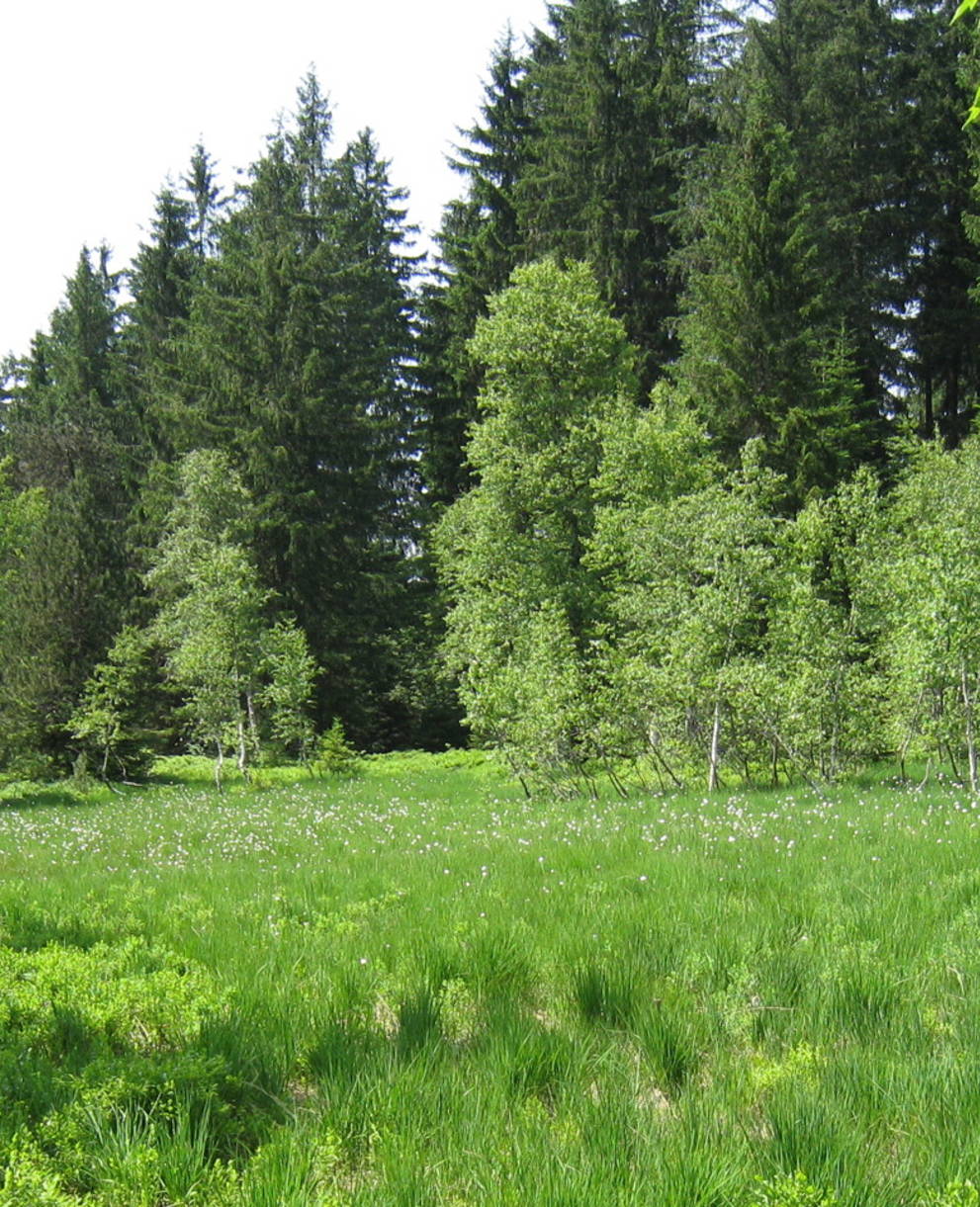 Hochmoorregeneration Vorderwängi, Kaltbrunn