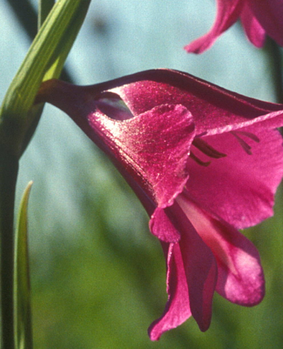 Sumpfgladiole