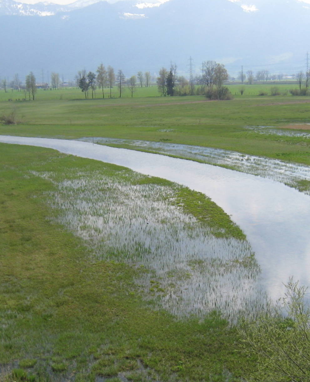 Flachwasserzone nach Abschälen des Goldrutenbestandes