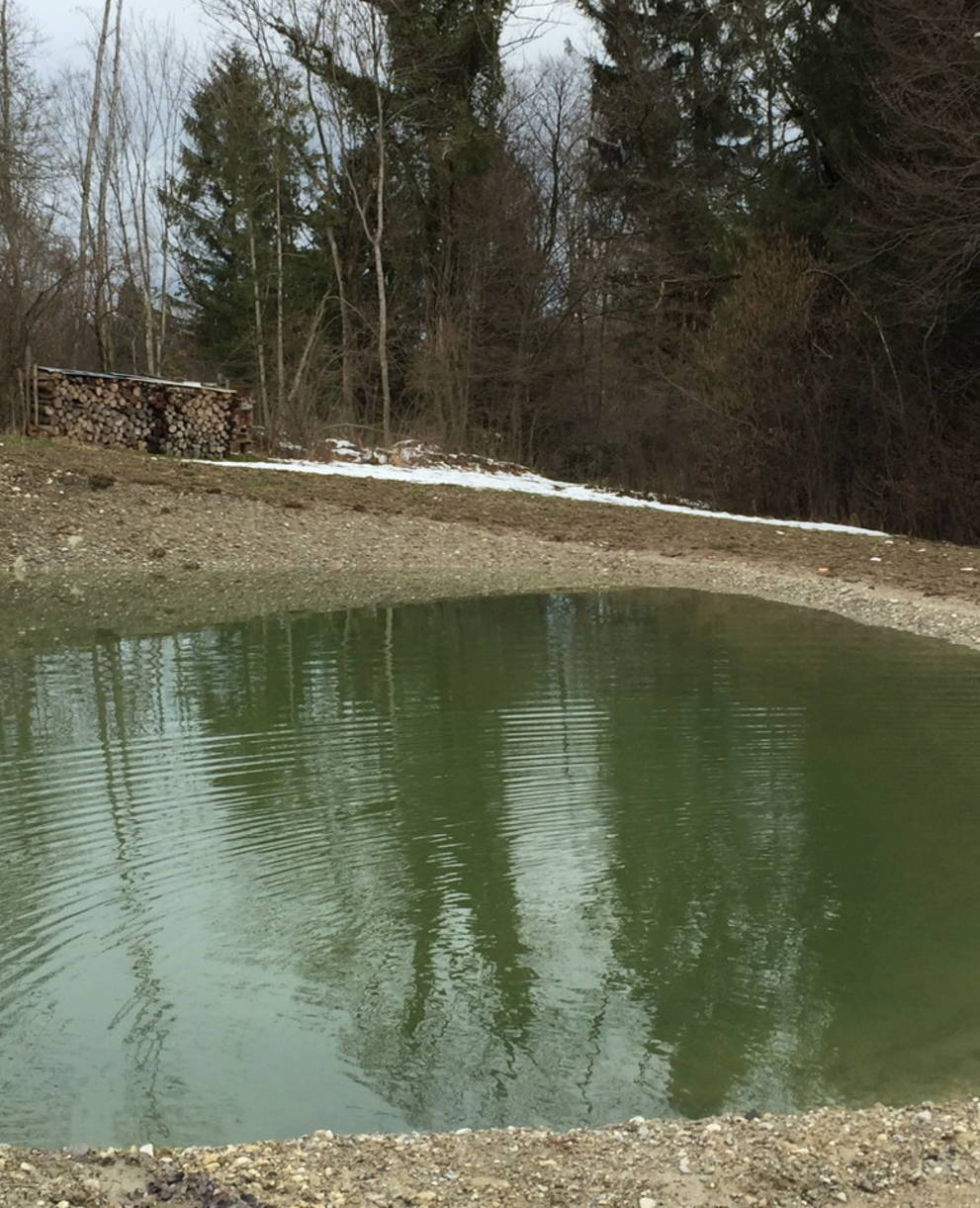 Der neue Kleinweiher nach Bauabschluss. (Foto: Pro Natura SGA)