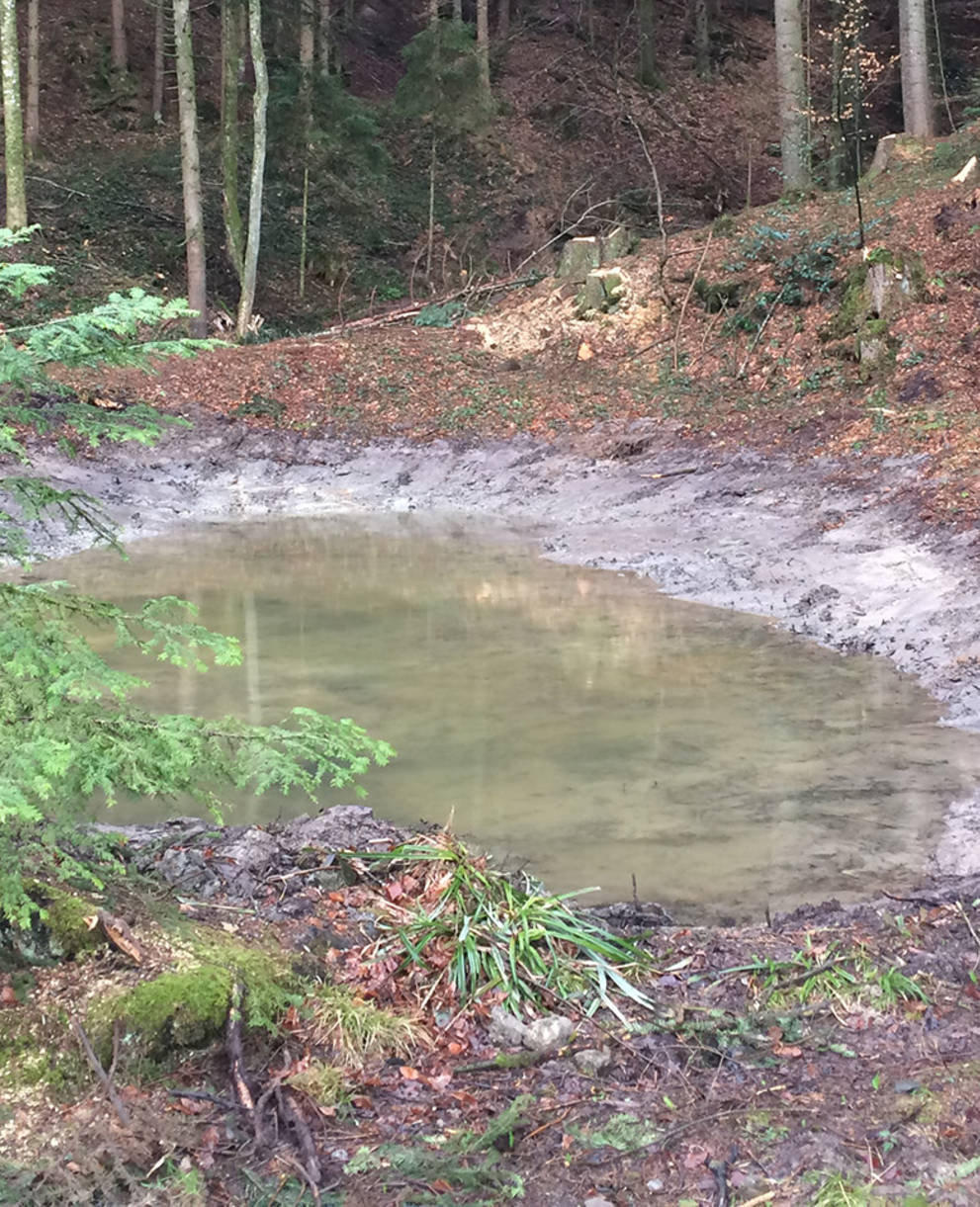 Neuer Weiher im Löchli