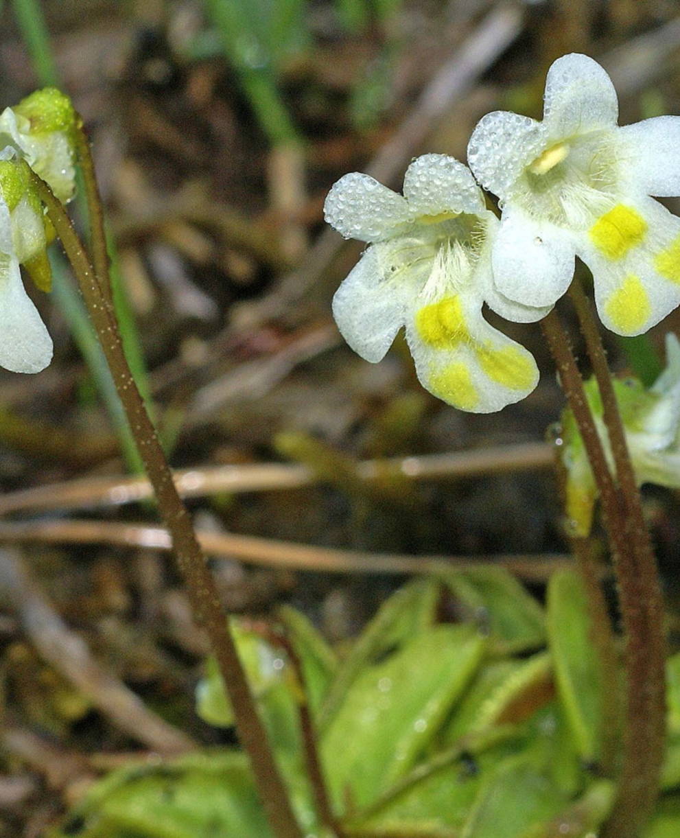 Pinguicula alpina (Alpen-Fettblatt)