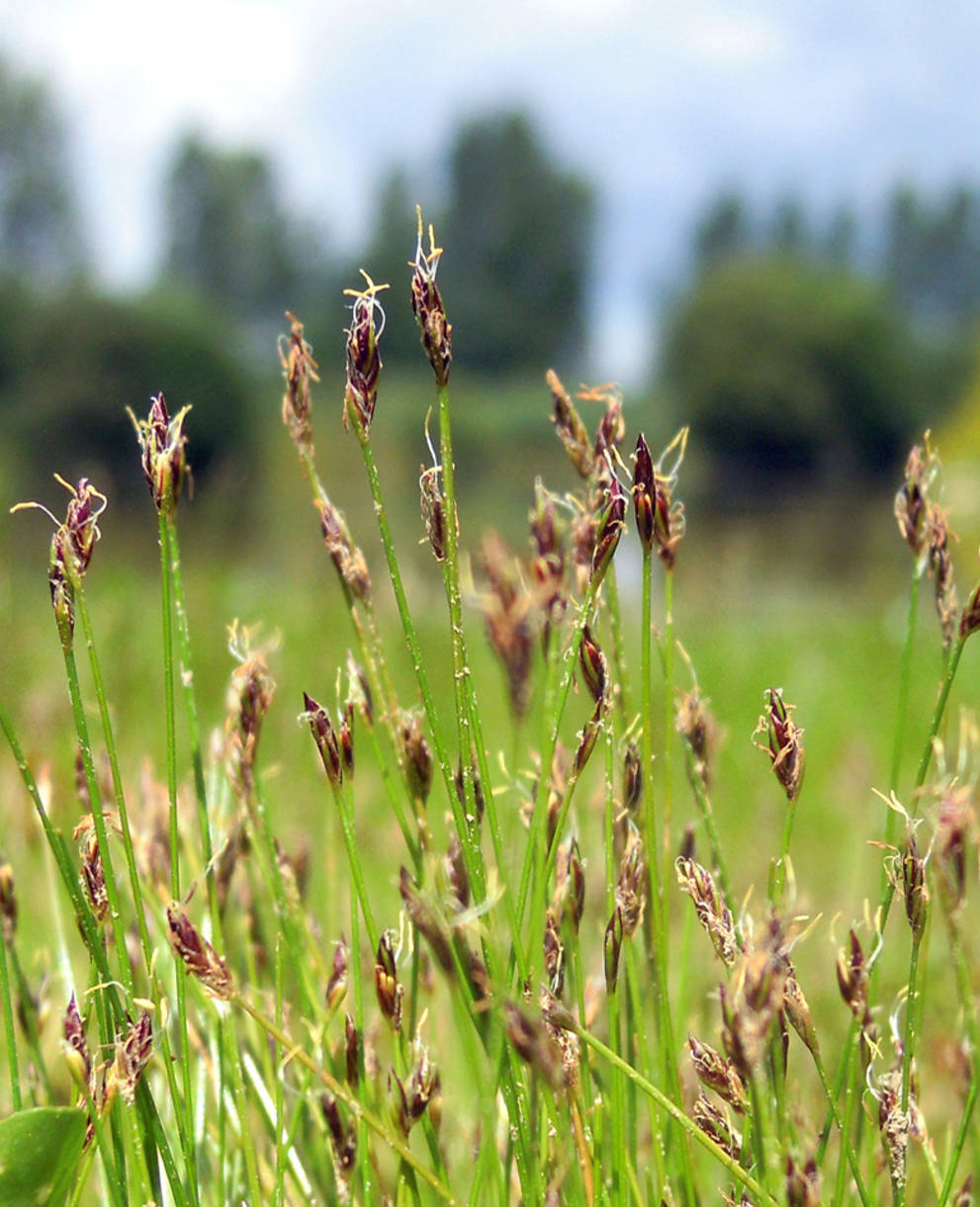 Nadelried (Eleocharis acicularis)