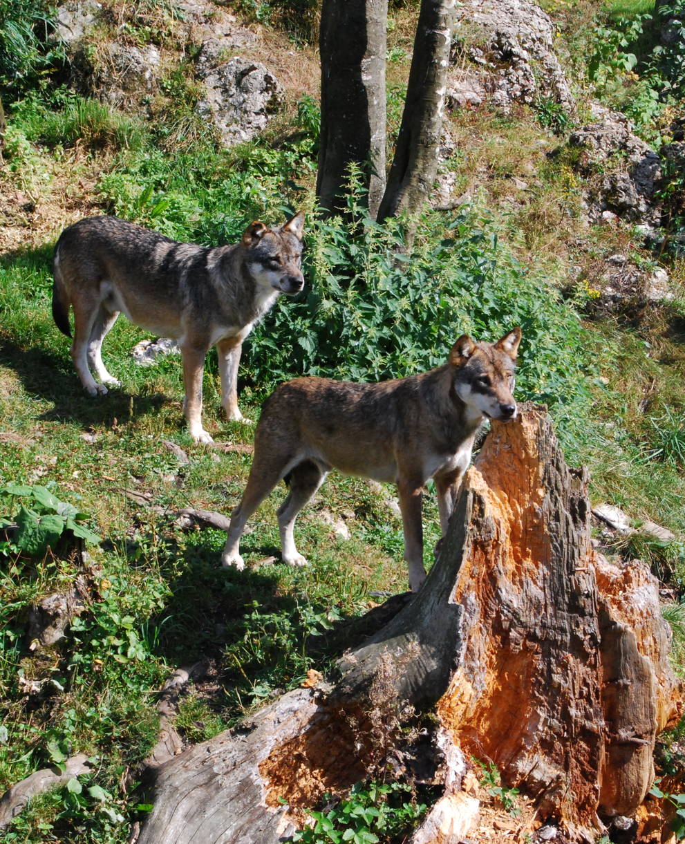 Wolf im Jura. Foto: Wikicommons, Micha L. Rieser