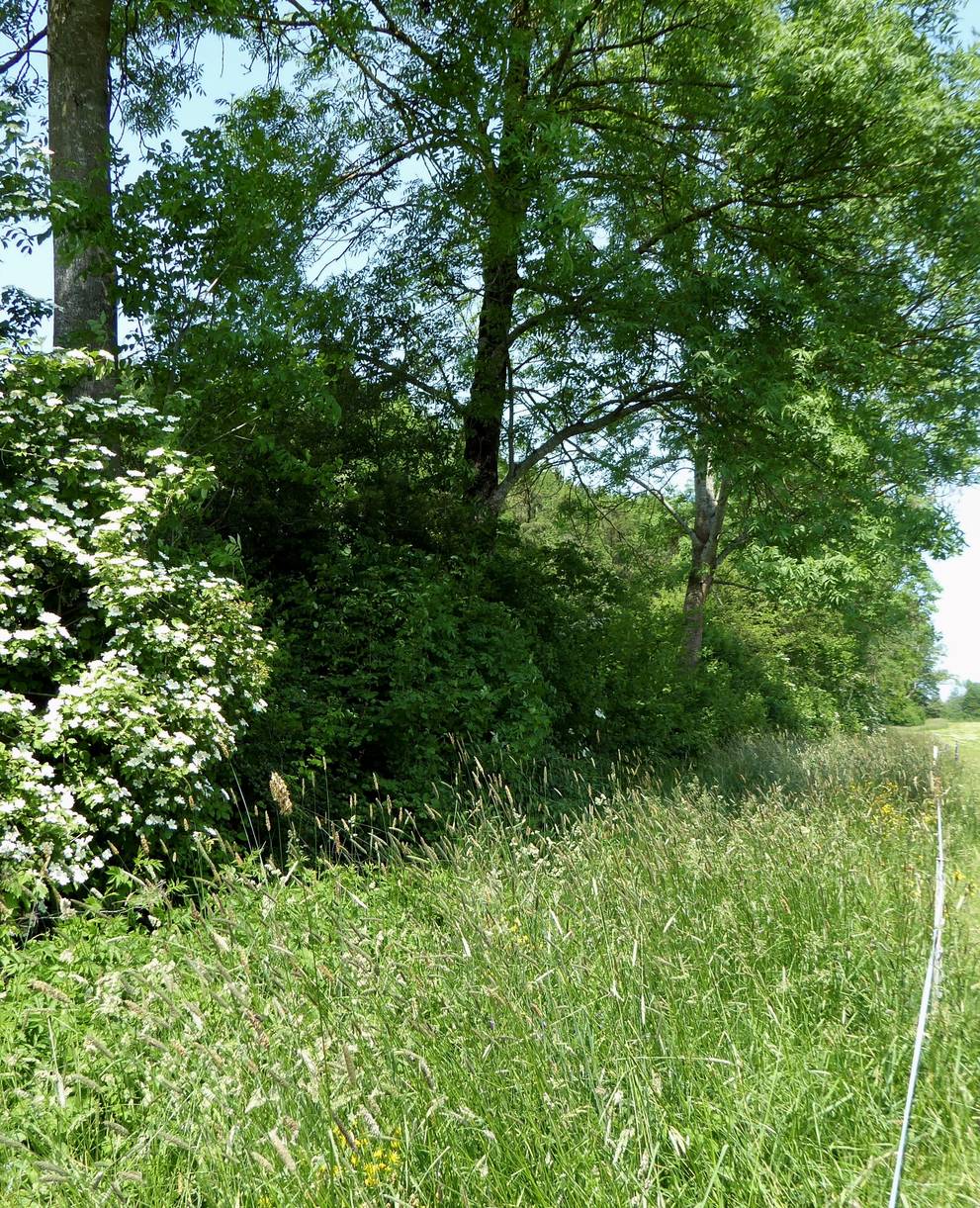 Hecke mit Bäumen