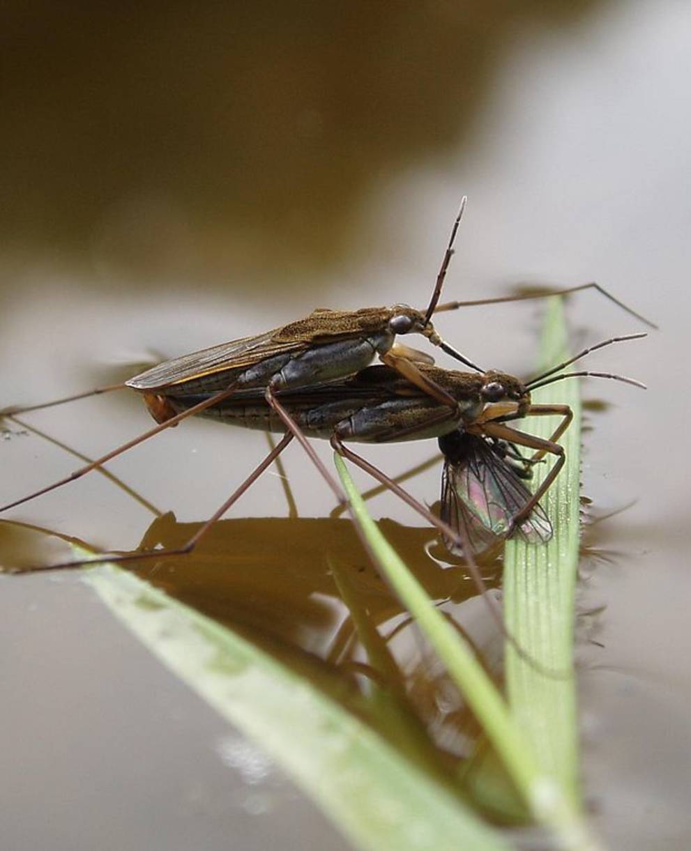 Wasserläufer bei der Paarung