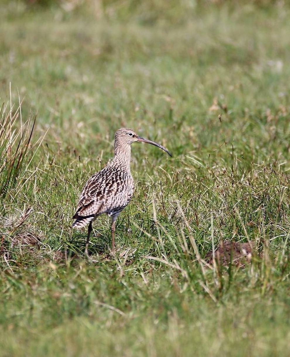 Grosser Brachvogel beim Durchzug