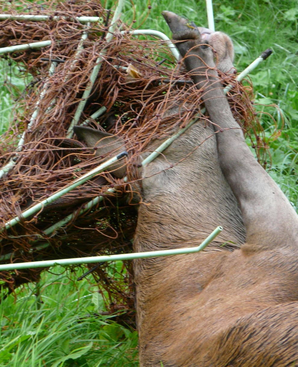 Rothirsch im Weidenetz verfangen