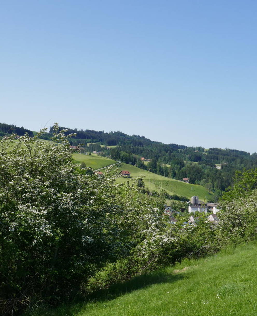 Hecke bei Heiden im Frühlingskleid