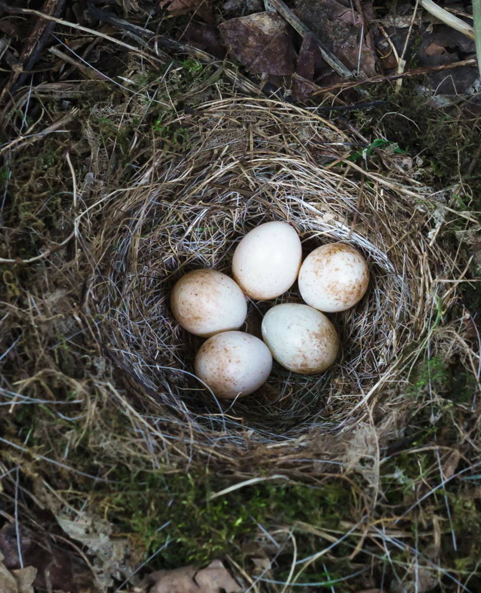 Nest eines Bodenbrüters