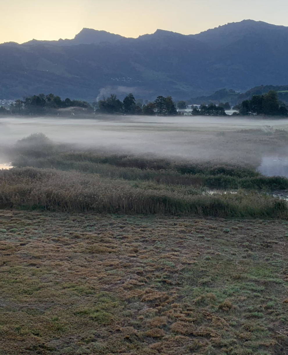 Mystische Stimmung im Kaltbrunner Riet