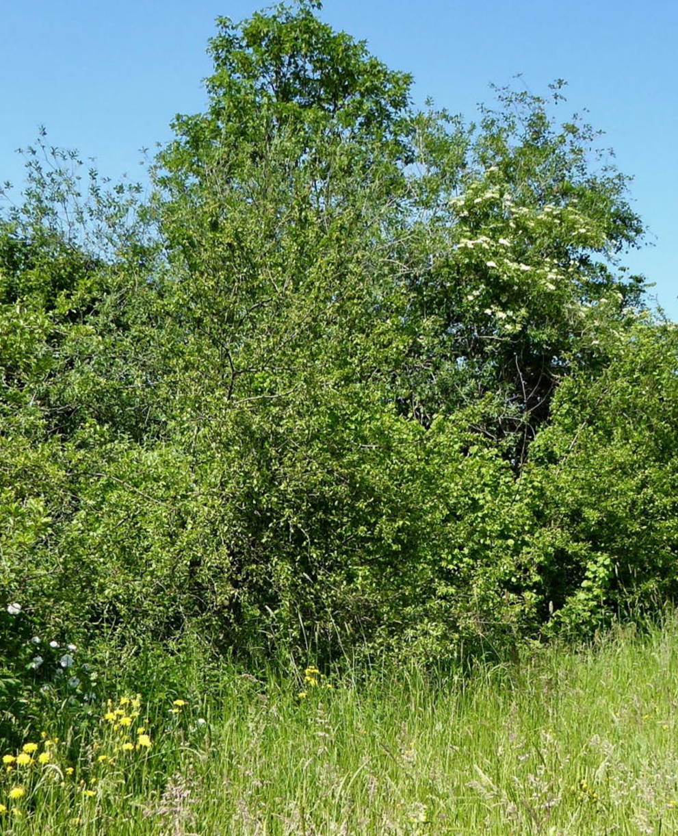 Hecke mit Krautsaum