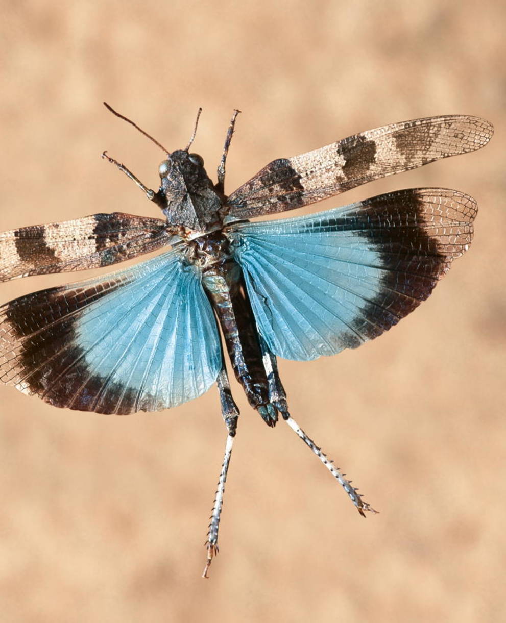 Blauflügelige Ödlandschrecke