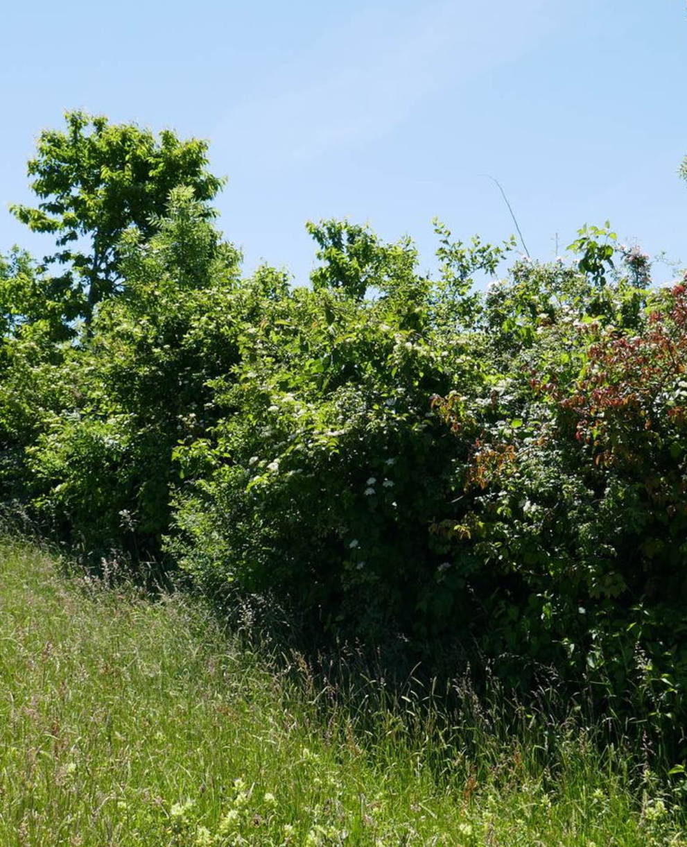 Hecken haben für die Biodiversität eine grosse Bedeutung. Sie sind für vielen Tiere ein idealer Lebensraum.