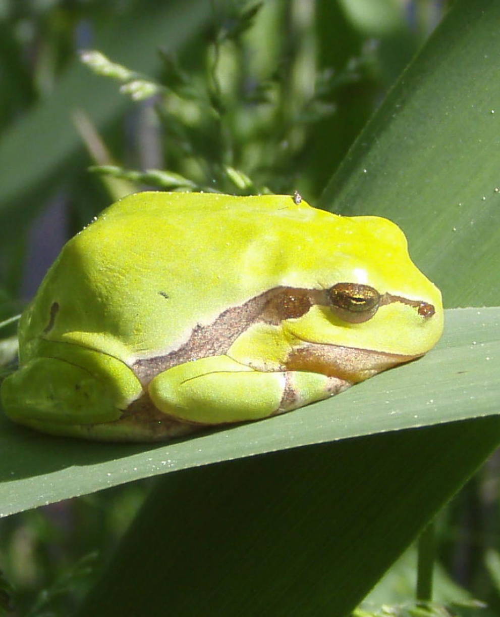 Laubfrosch im Kaltbrunner Riet.