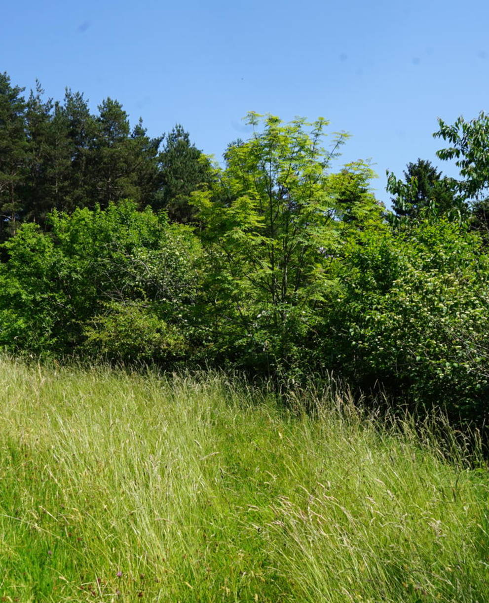 Die schönste Hecke Innerrhodens, gepflegt von Judith und Rolf Bischofberger.