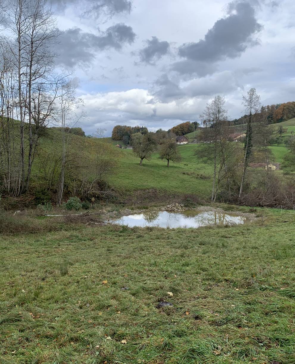 Neu geschaffener Weiher