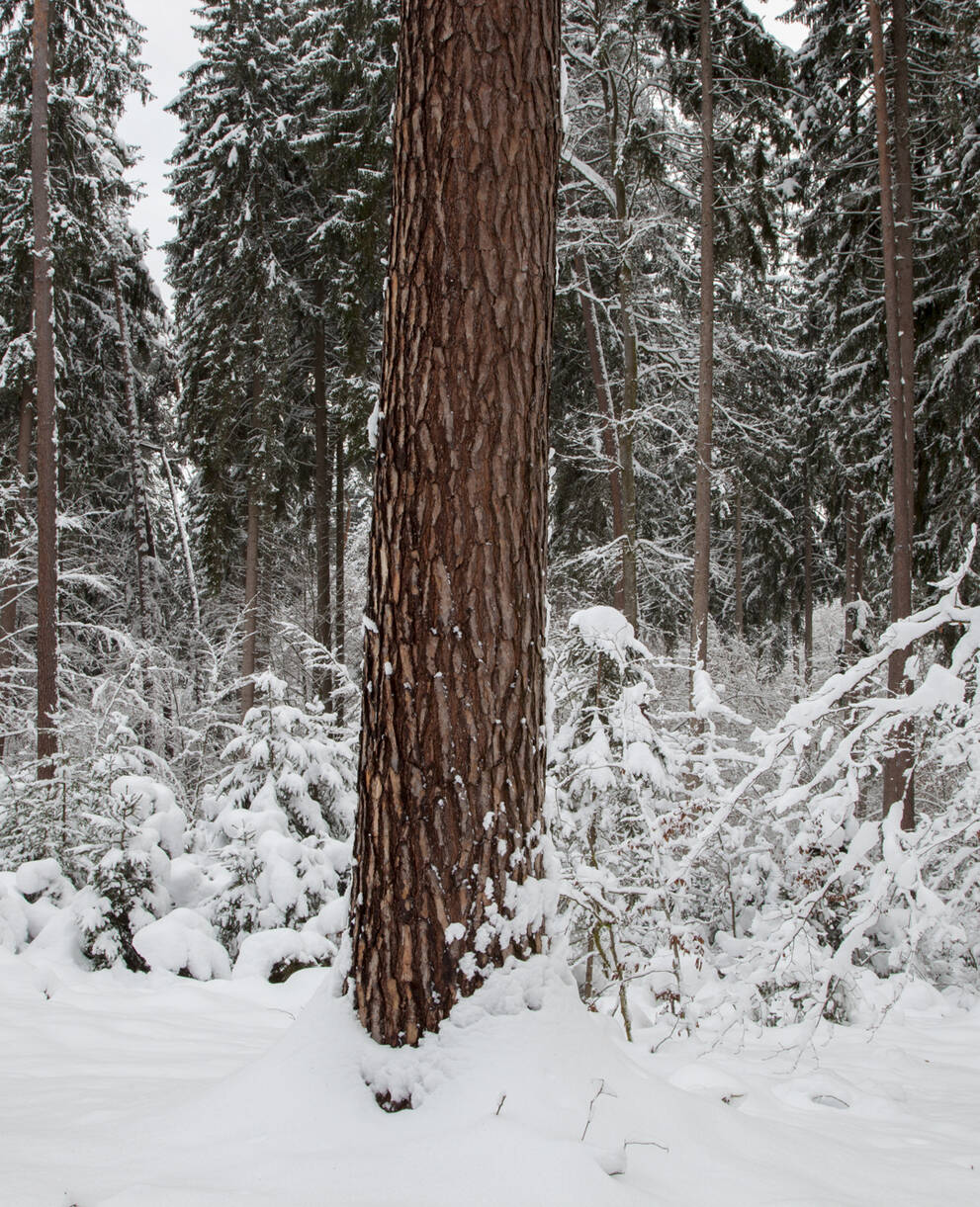 Winterwald