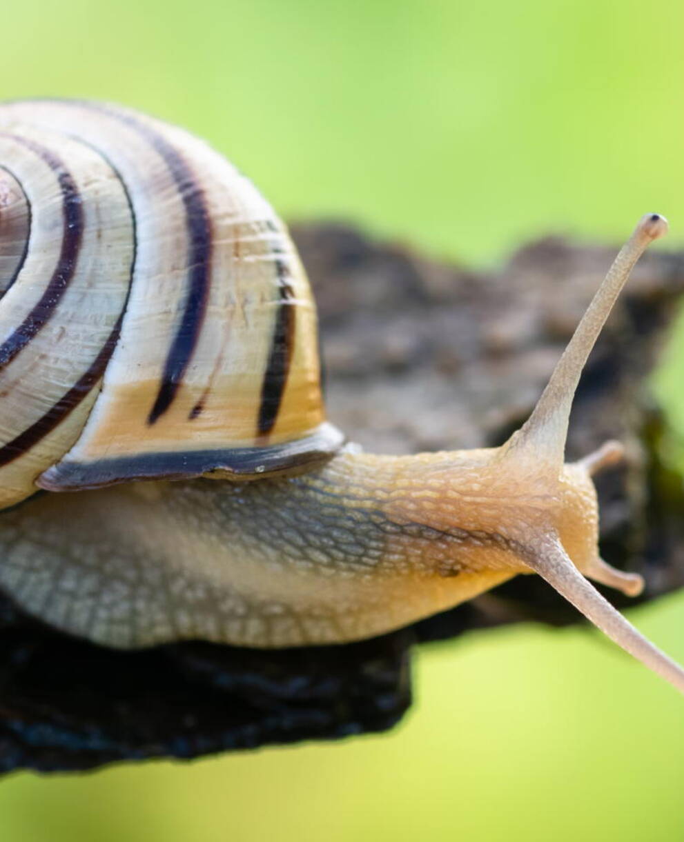 Hain-Schnirkelschnecke