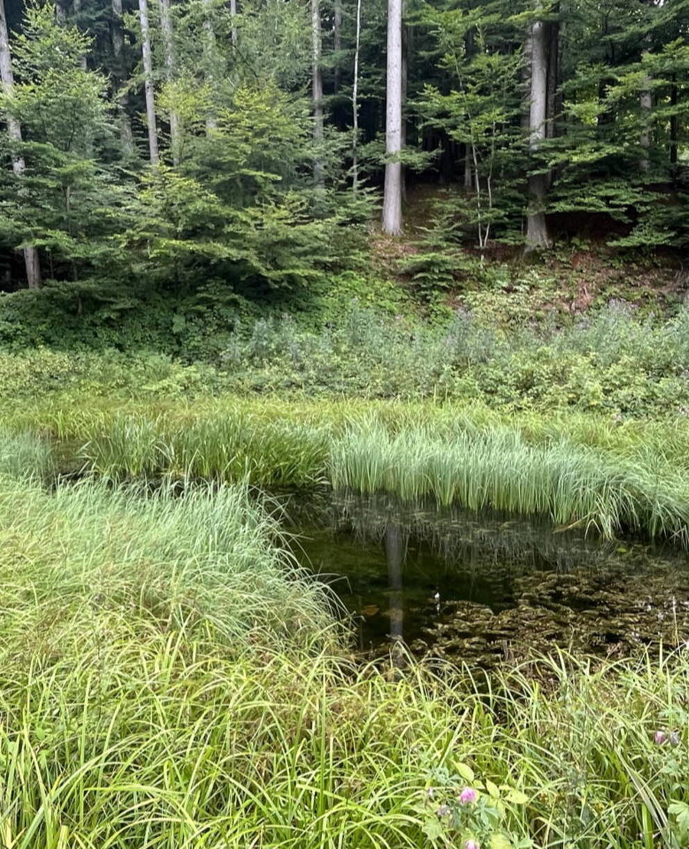 Schutzgebiet Löchli, Heiden AR
