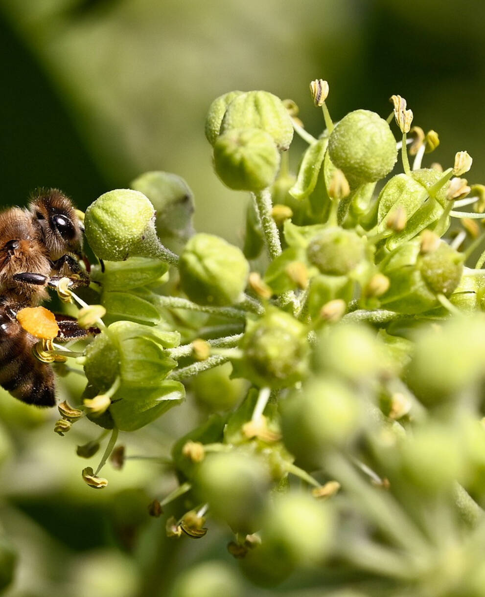 Biene auf Nektarsuche