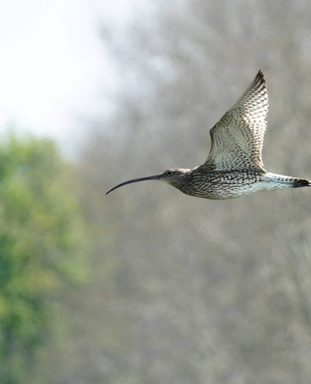 Fliegender grosser Brachvogel