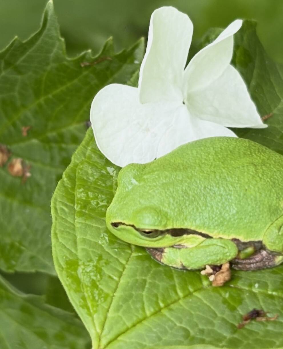 Europäischer Laubfrosch auf Blatt