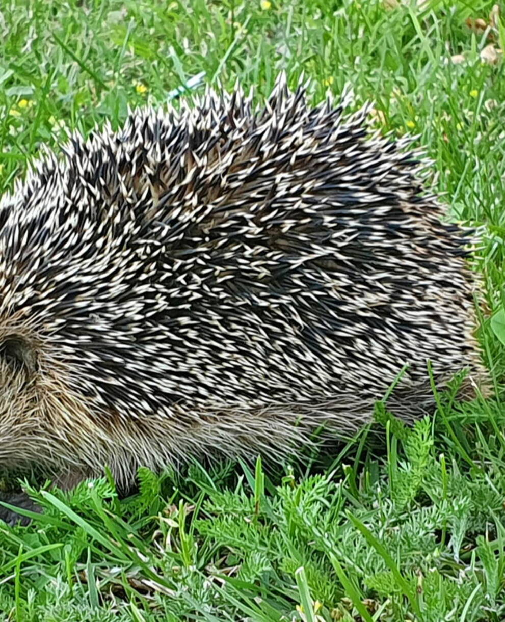 Igel in Wiese