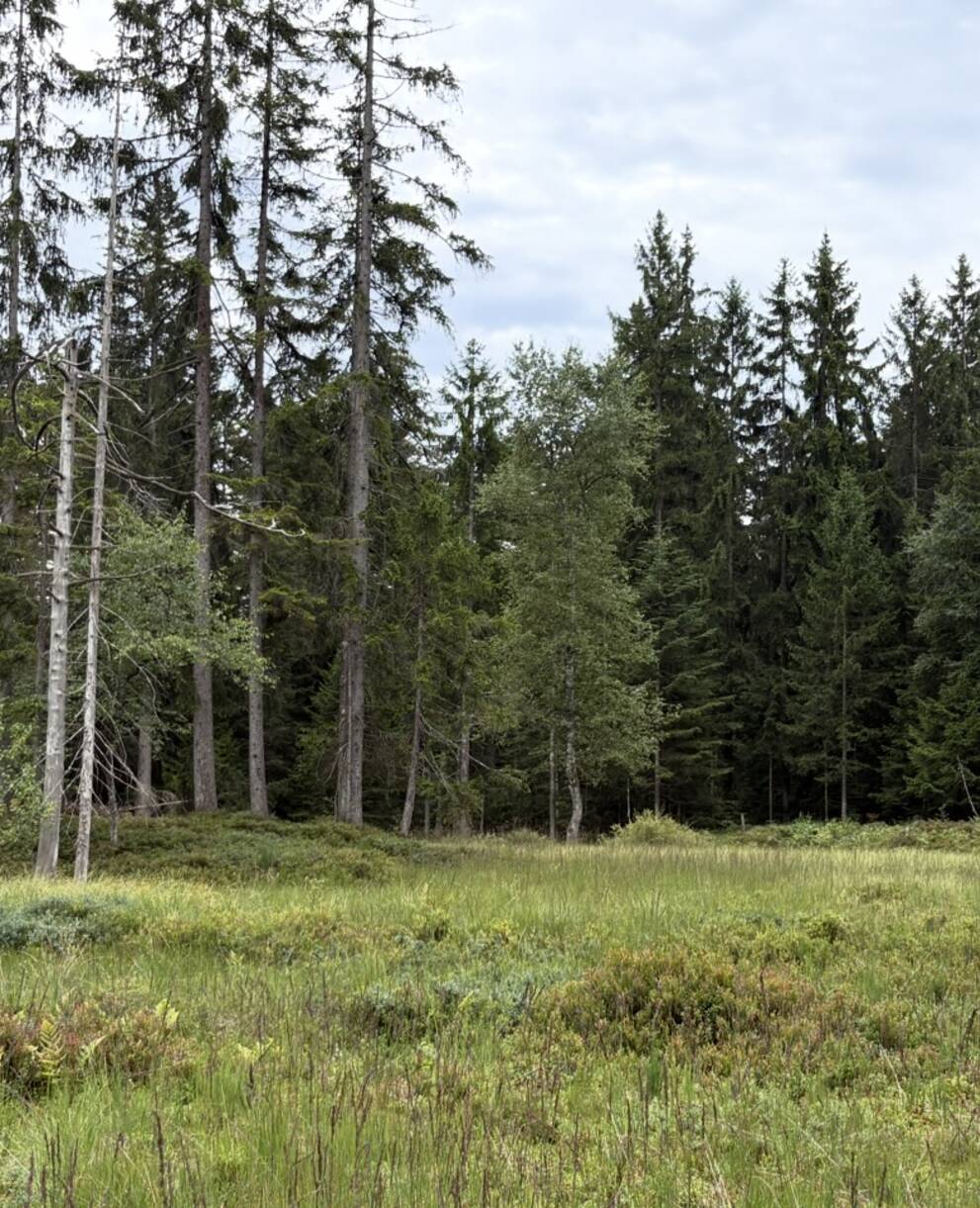 Hochmoor Salomonstempel
