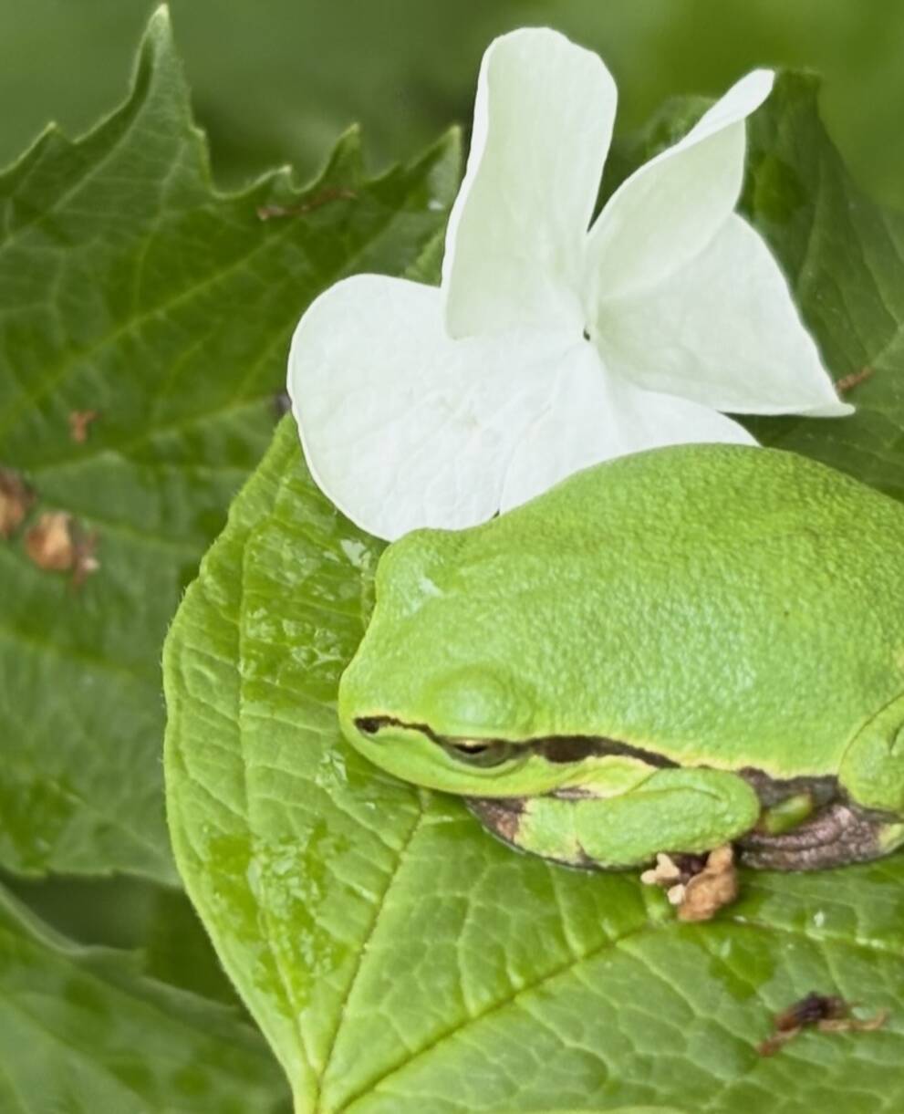 Laubfrosch versteckt auf einem Blatt