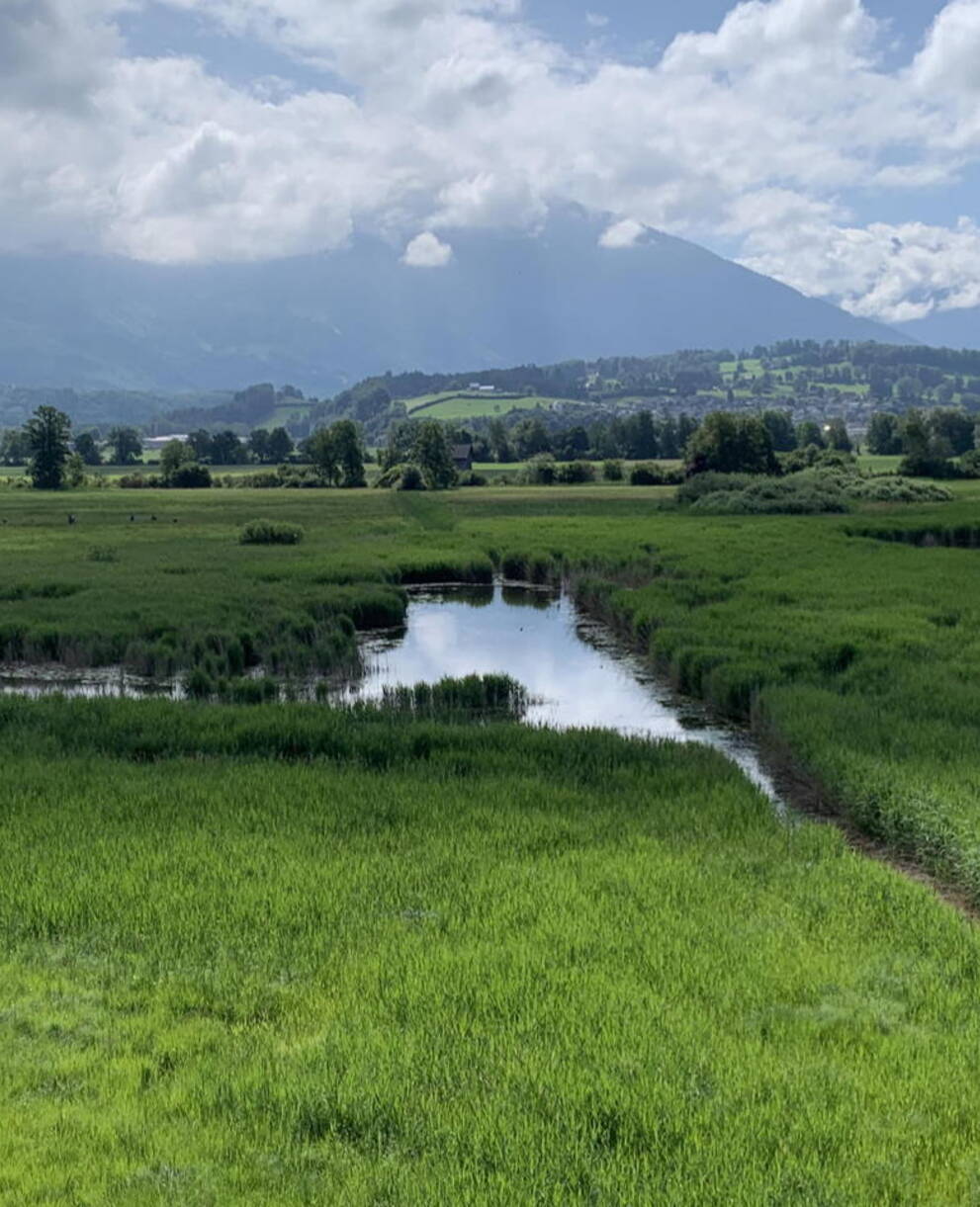 Blick aufs Kaltbrunner Riet
