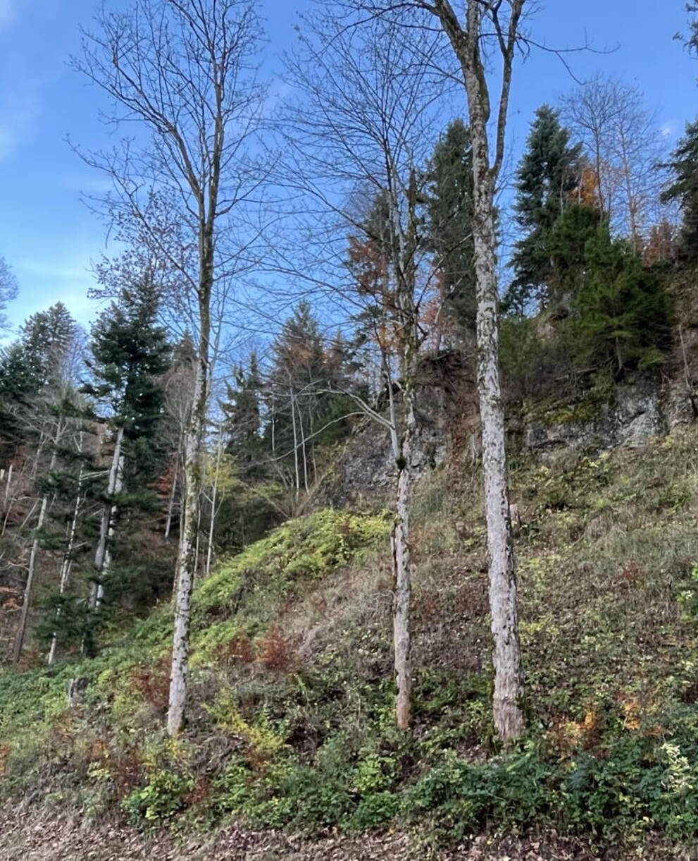 Schutzgebiet Bechtenwald, Mosnang SG