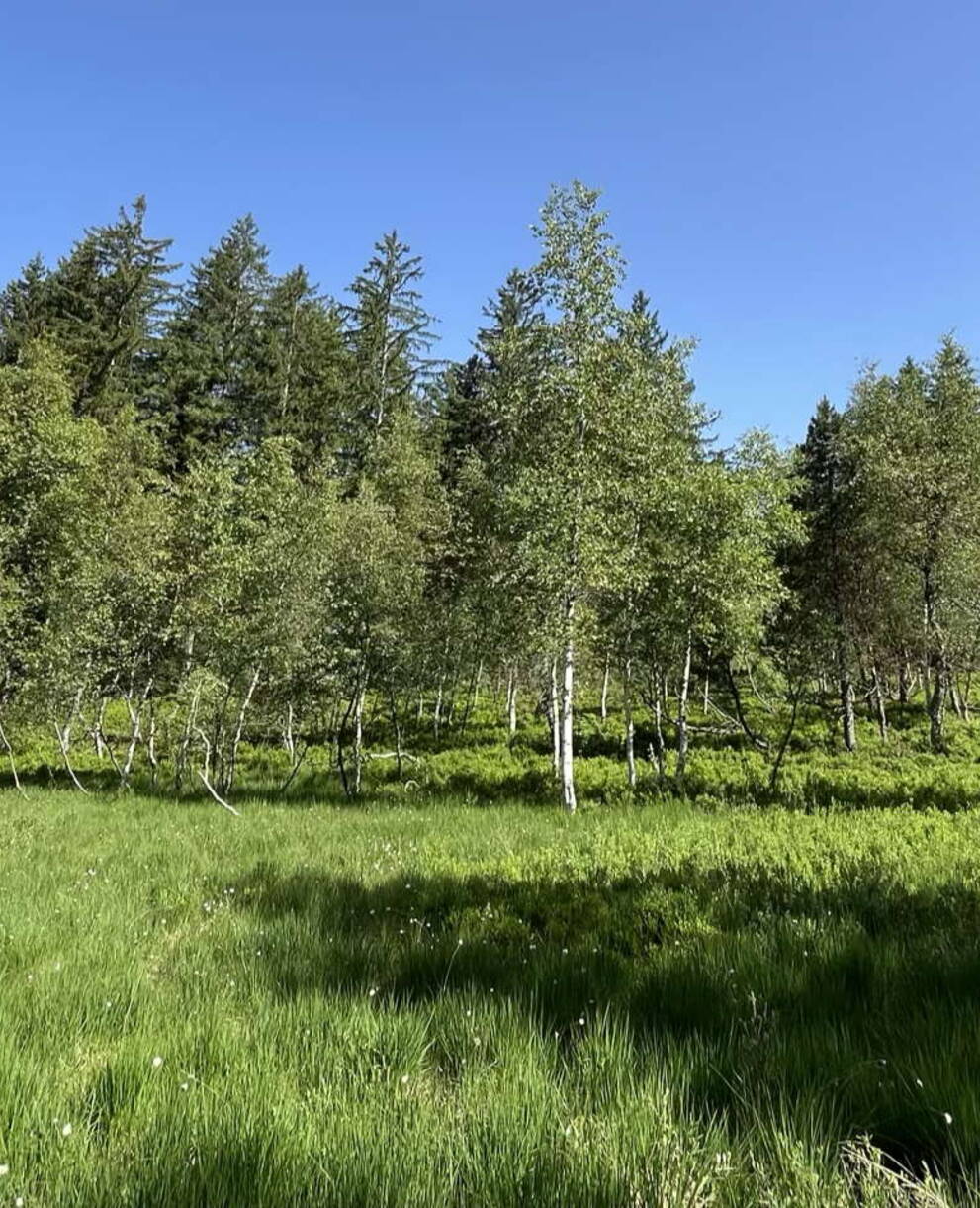 Blick auf das Schutzgebiet Vorderwängi