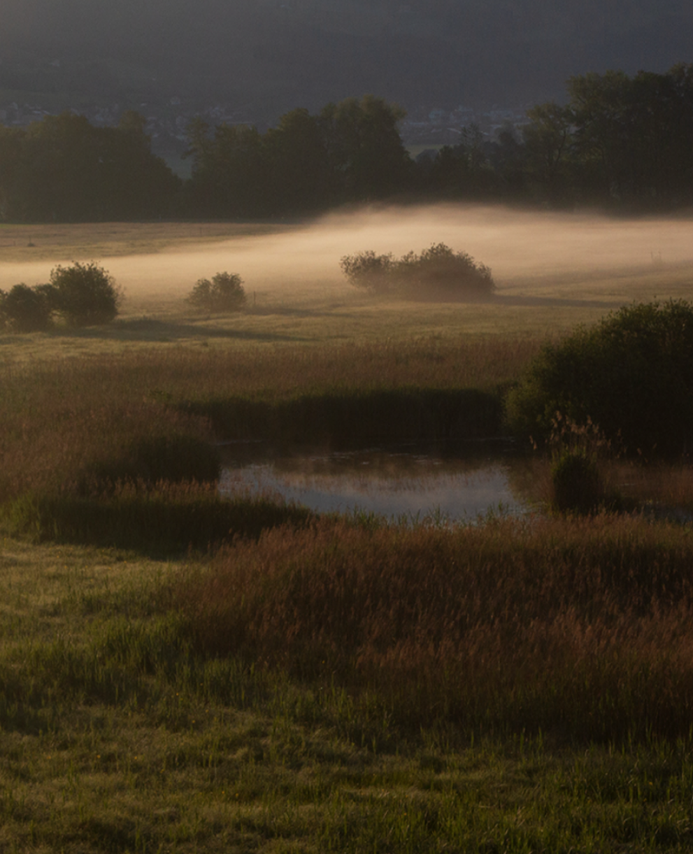 Das Kaltbrunner Riet in der Dämmerung