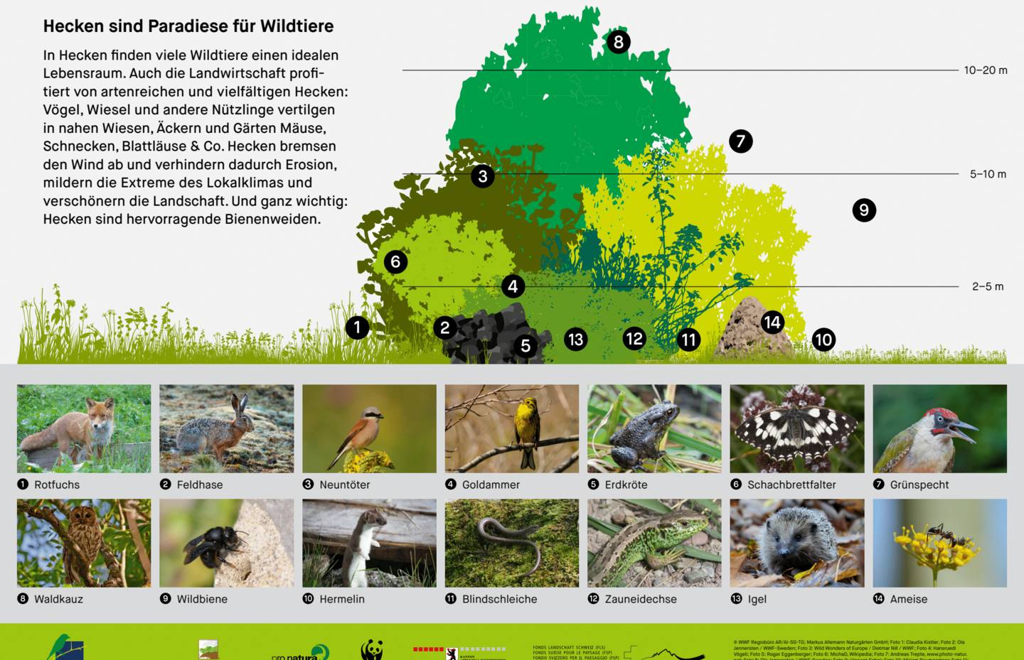 Infotafel Hecke