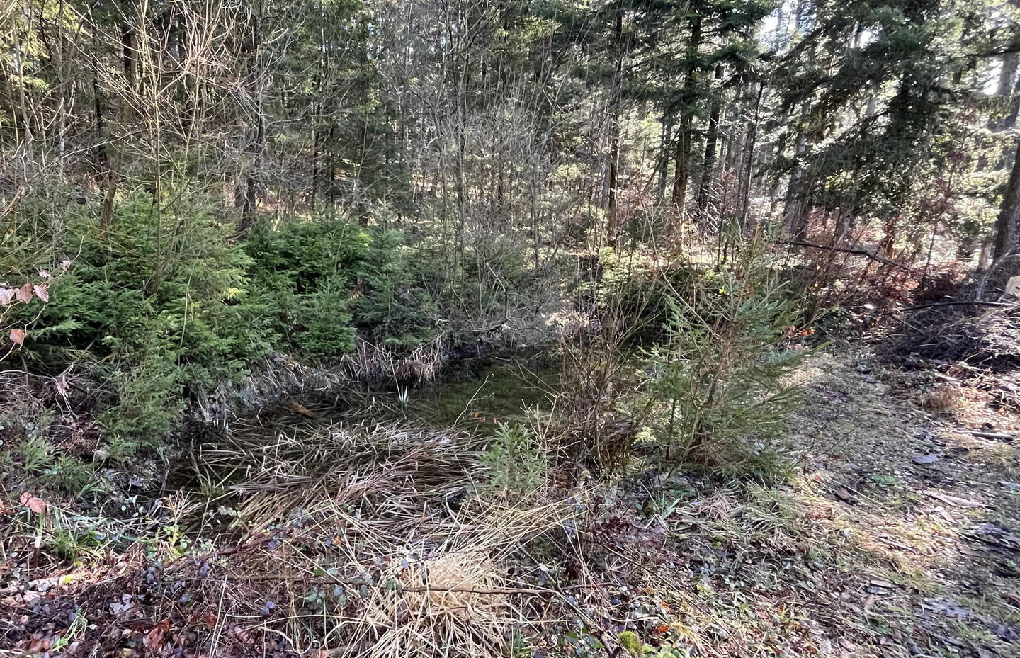 Hinderi Langenau, Dietschwil (vor Umsetzung)