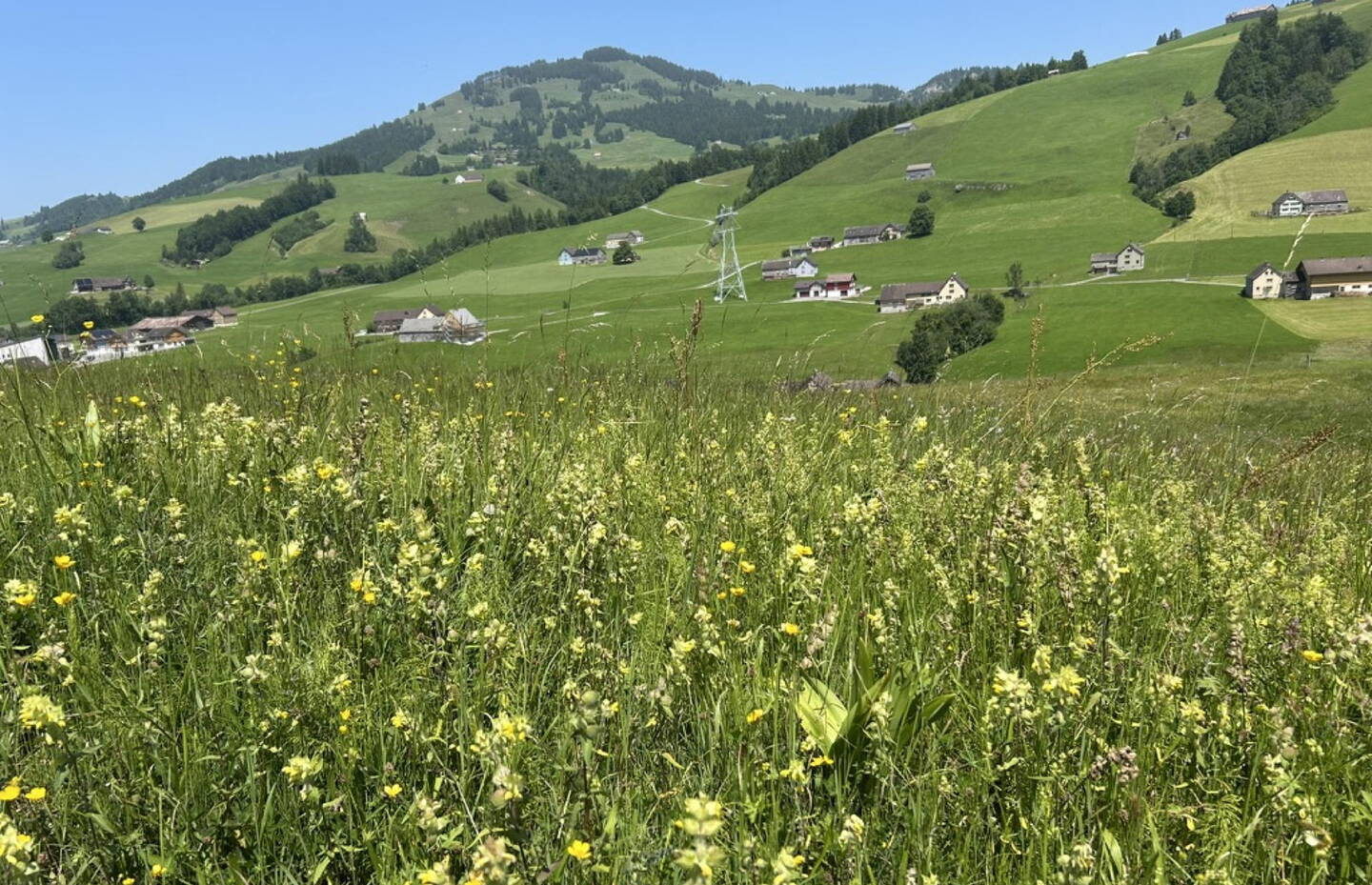Artenreiche Wiese