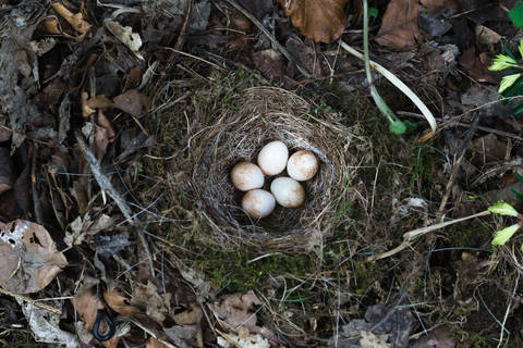 Vogelnest Bodenbrüter © Wikimedia Commons, Neptuul