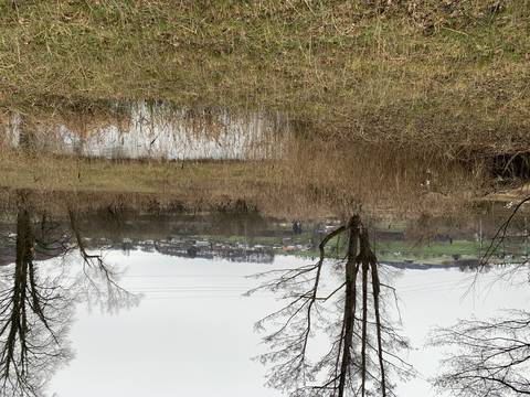 Schutzgebiet Buriet/Buechsee, Thal SG