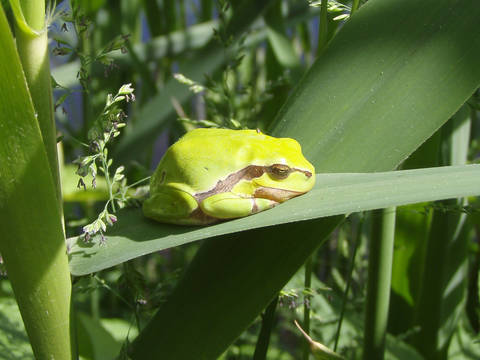 Laubfrosch im Kaltbrunner Riet. © Pro Natura SGA